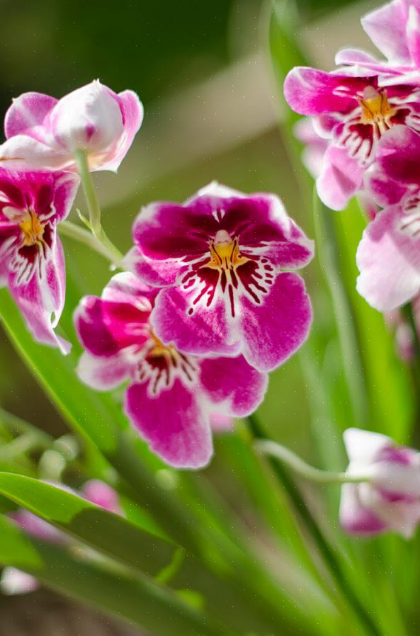 Je orchideeënwortels leren lezen is de beste methode om goed water te geven