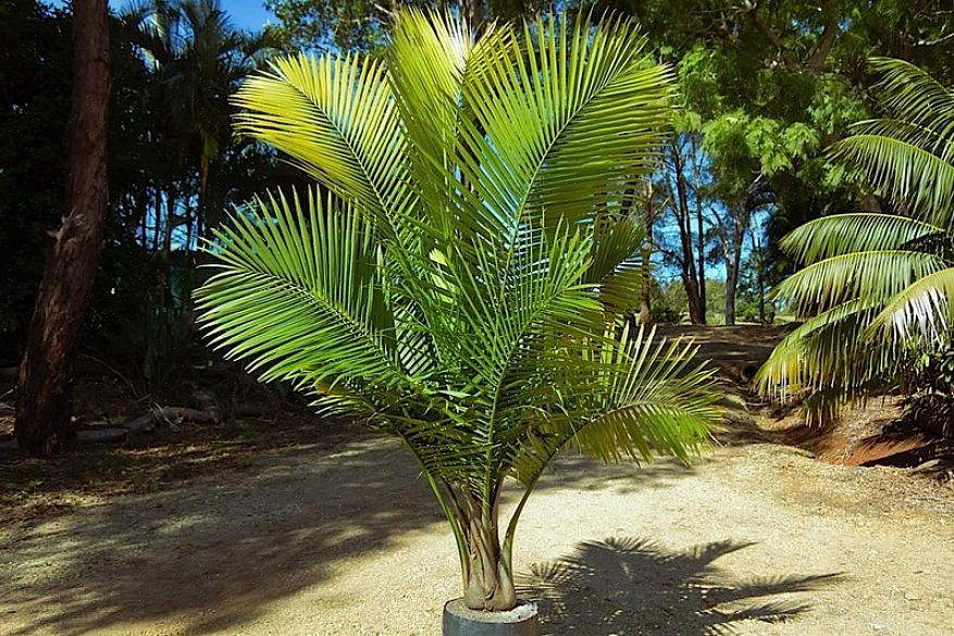 Volgens Griffith lijkt de majestueuze palm op een kentia-palm als hij jong is