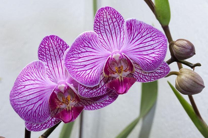 Te lage temperaturen kunnen er ook voor zorgen dat orchideebladeren geel worden