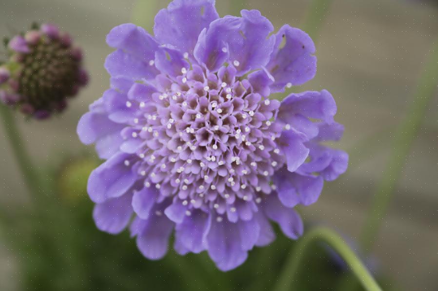 Scabiosa-bloemen verdienden de bijnaam speldenkussenbloem vanwege de prominente meeldraden die als spelden