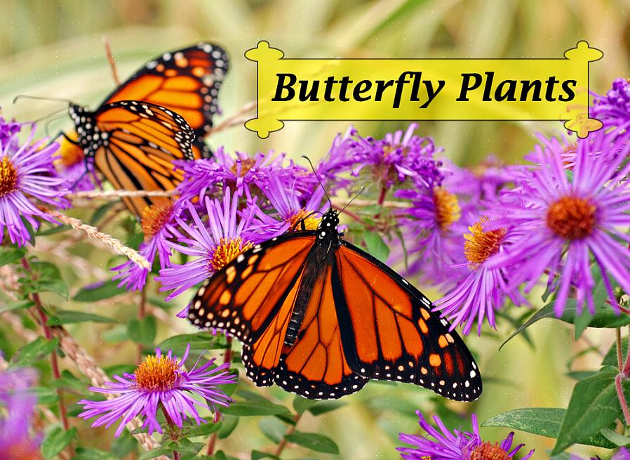 Hoewel de vlindertuin een populaire subcultuur van bloementuinliefhebbers is geworden