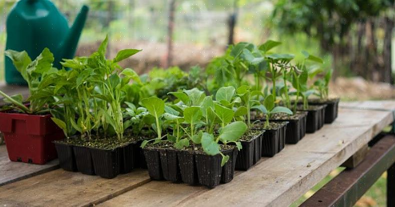 Open bestoven planten zijn planten met zaad dat gestabiliseerd is