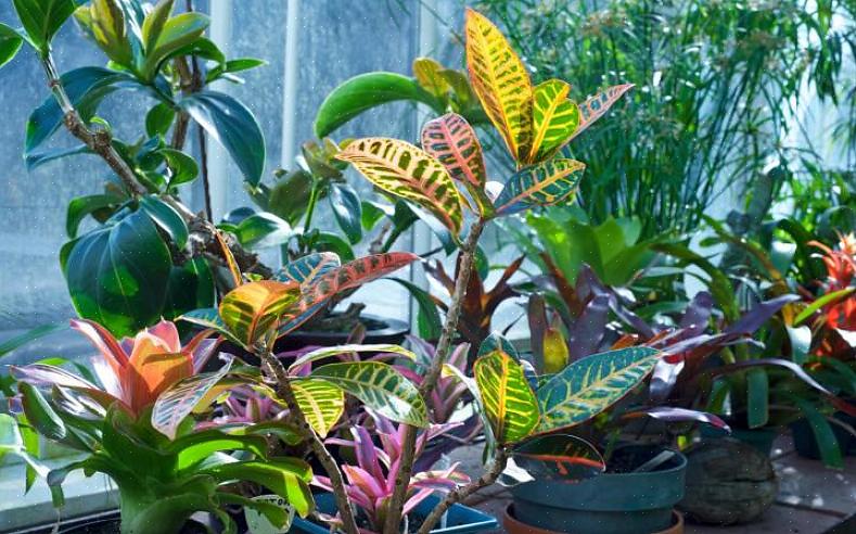 Crotons groeien niet goed uit zaad