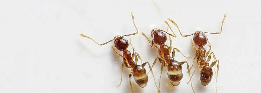 Mierenbestrijding kan dus worden beschouwd als een maatregel tegen insectenplagen zoals bladluizen