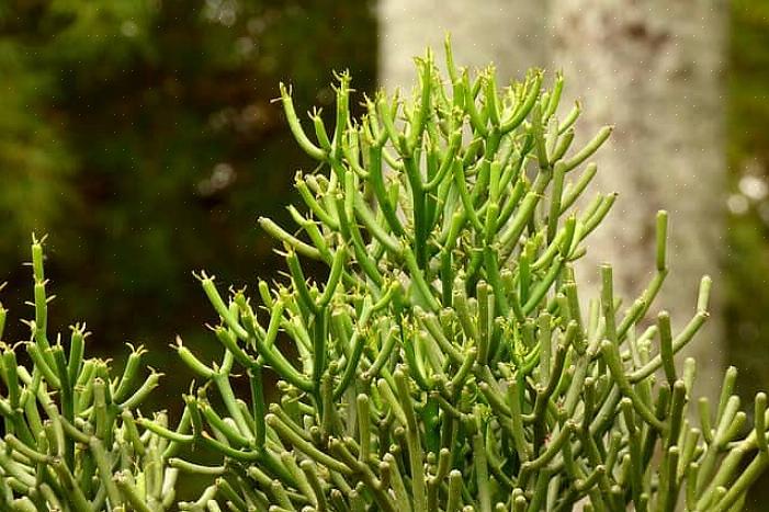 De algemeen genoemde potloodcactus (Euphorbia tirucalli) is een lid van de Euphorbia-familie