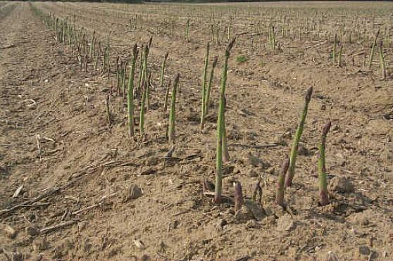 Oogst ze dan 6 tot 25 centimeter boven de grondlijn