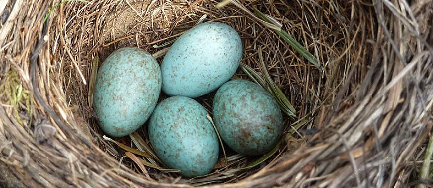Robin-eieren blauw?