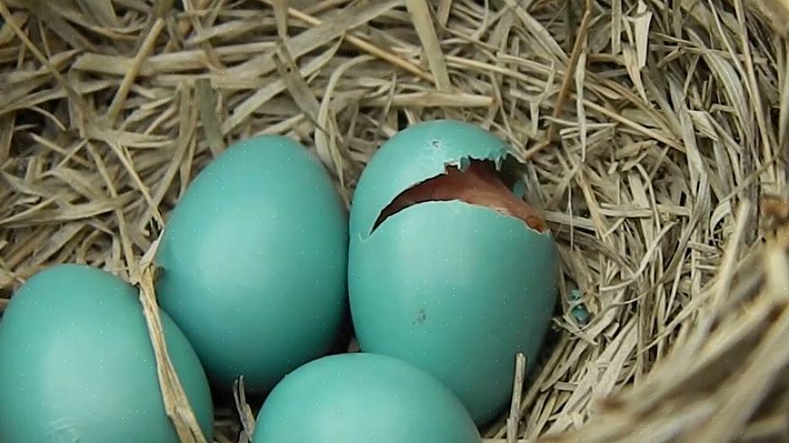 Andere vogels die blauwe eieren leggen