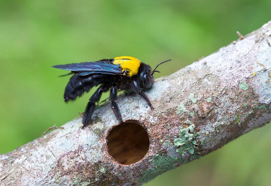 Timmermansbijen nestelen in het dode naaldhout van bomen