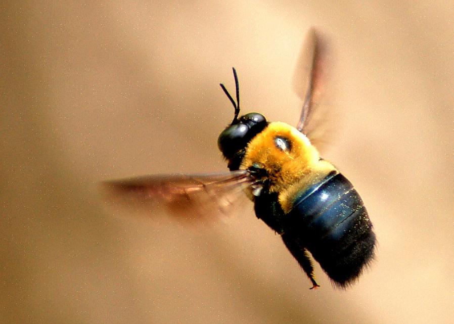 Timmermansbijen zullen van het vroege voorjaar tot de late zomer in koudere klimaten in