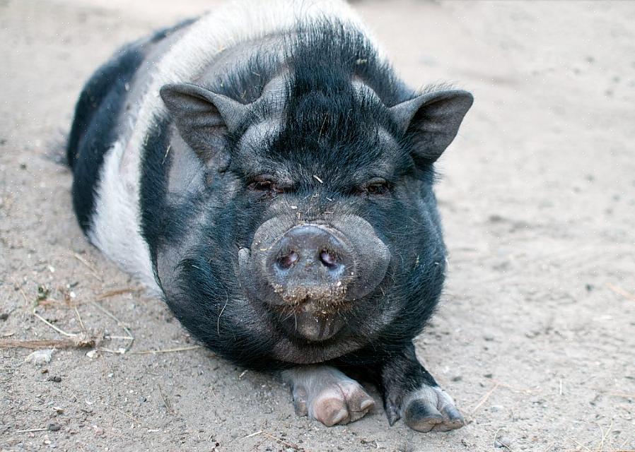 Een van de meest voorkomende redenen voor een droge huid bij dikbuikige varkens is een gebrek