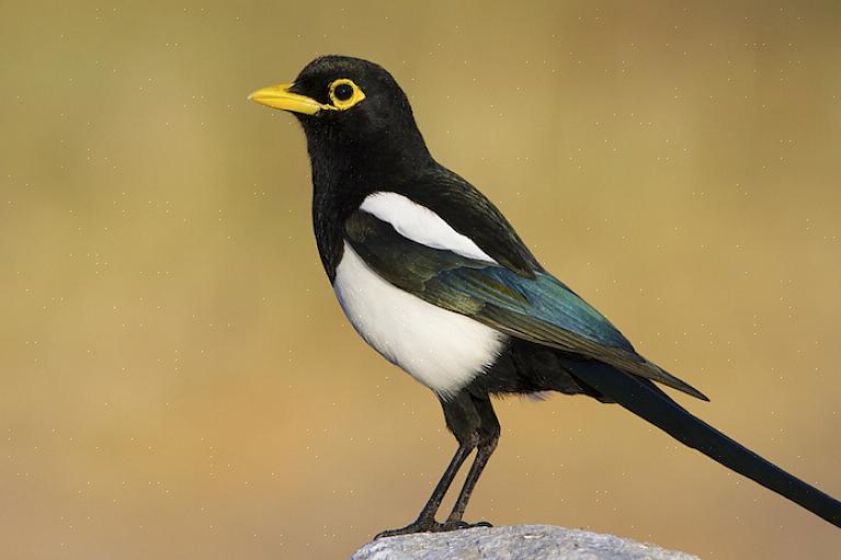 De ekster met de gele snavel is ook iets kleiner dan zijn neef met de zwarte snavel