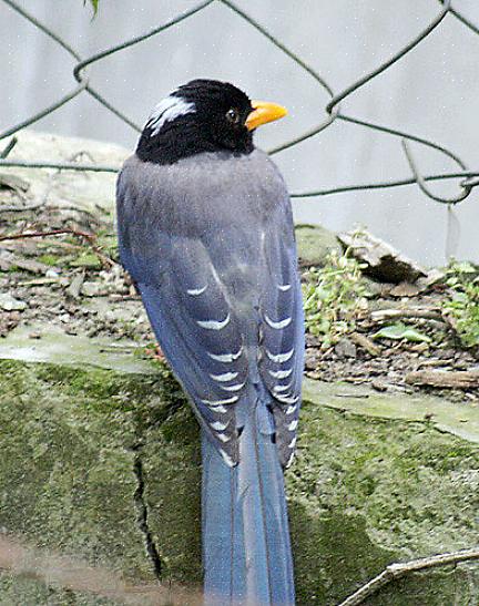 Black-billed ekster - De corvid met de gekke staart Geel-billed ekster habitat