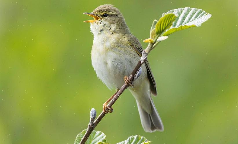 Ongewone geluiden van andere vogelsoorten uitstekend na