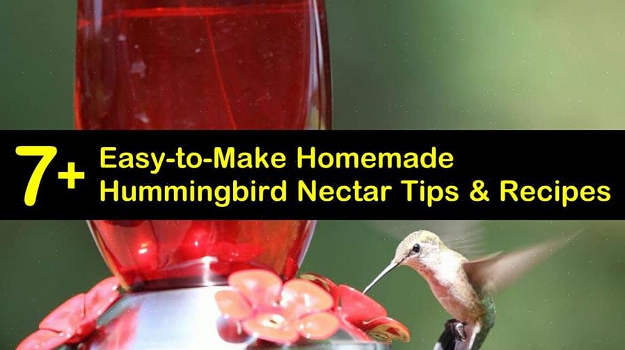 Hummingbird-nectar is een eenvoudige suikerwateroplossing
