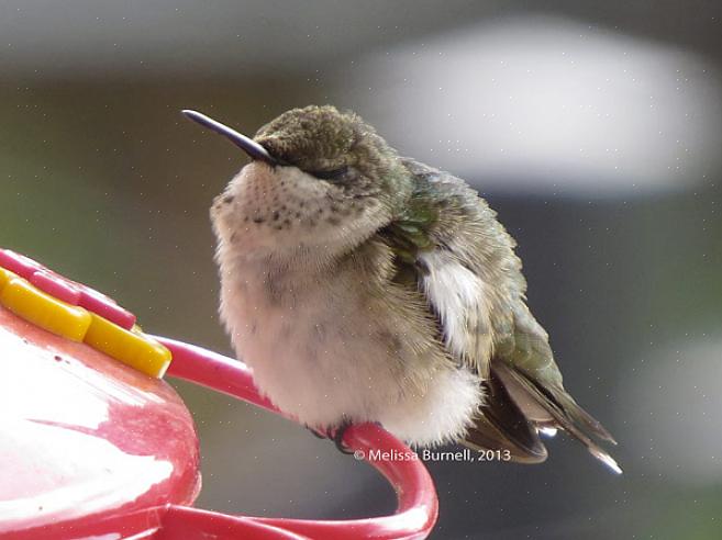 Melasse of kunstmatige suikervervangers voor een recept voor kolibrie-nectar