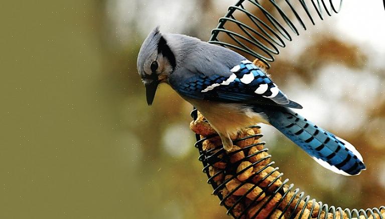 Probeer deze tips om vogelnoten aan te bieden bij de voederbakken om een breder scala aan notenetende