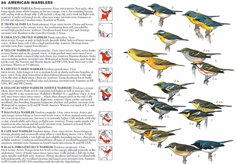 Kunnen vogelaars verschillende soorten grasmussen onderscheiden