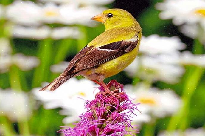 Houd uw achtertuin kleurrijk door bloemen te planten in kleuren die vogels aantrekken