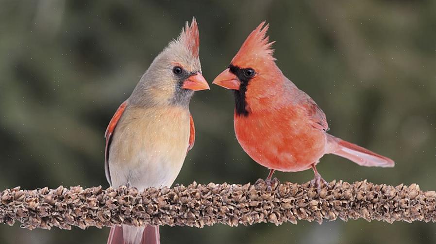 Kunnen vogelaars meer kennis krijgen over het beste voedsel voor vogels