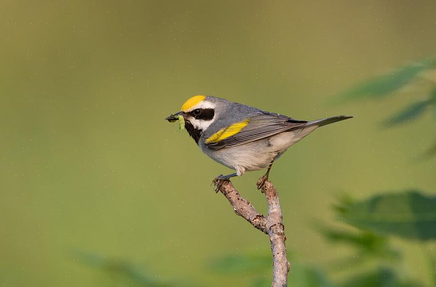 Die nakomelingen kunnen zelf hybridiseren met andere volwaardige goudvleugelzangers