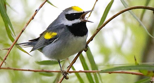 Zwarte lores en een zwarte wangvlek