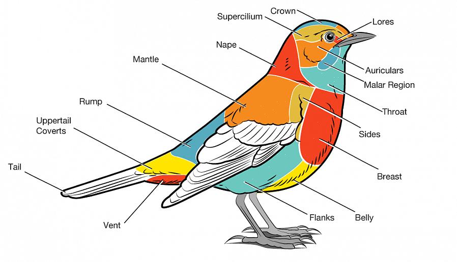 De staart kan echter in verschillende posities worden gehouden wanneer de vogel zit of vliegt