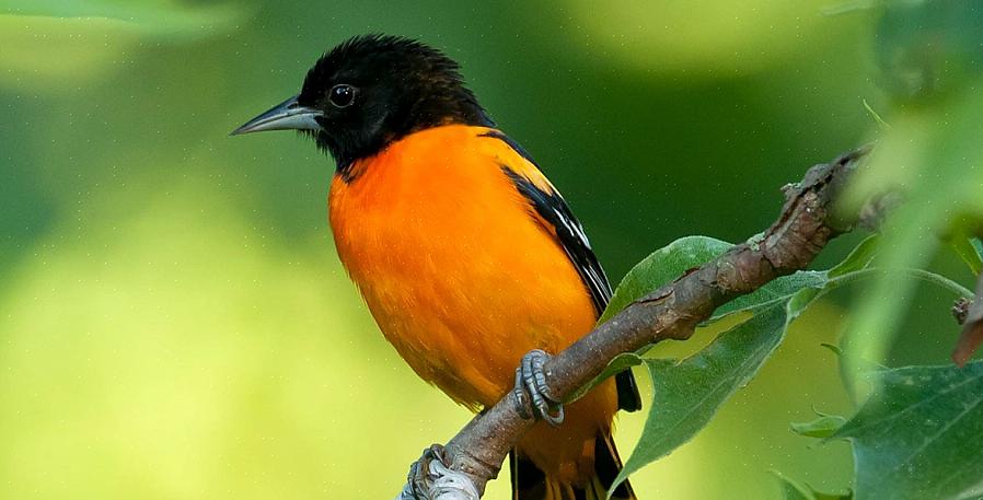 De wielewaal van Baltimore is een schitterend gekleurde oranje zangvogel die in vele tuinen