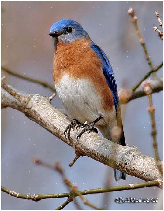 Eastern Bluebird-identificatie