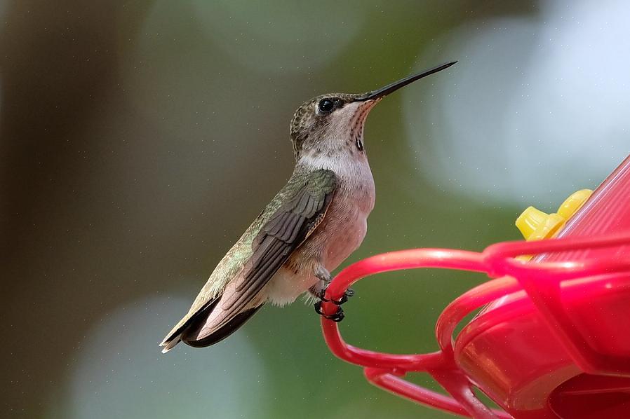 Kolibries met zwarte kin zijn geregistreerd als hybride met verschillende andere kolibriesoorten waar