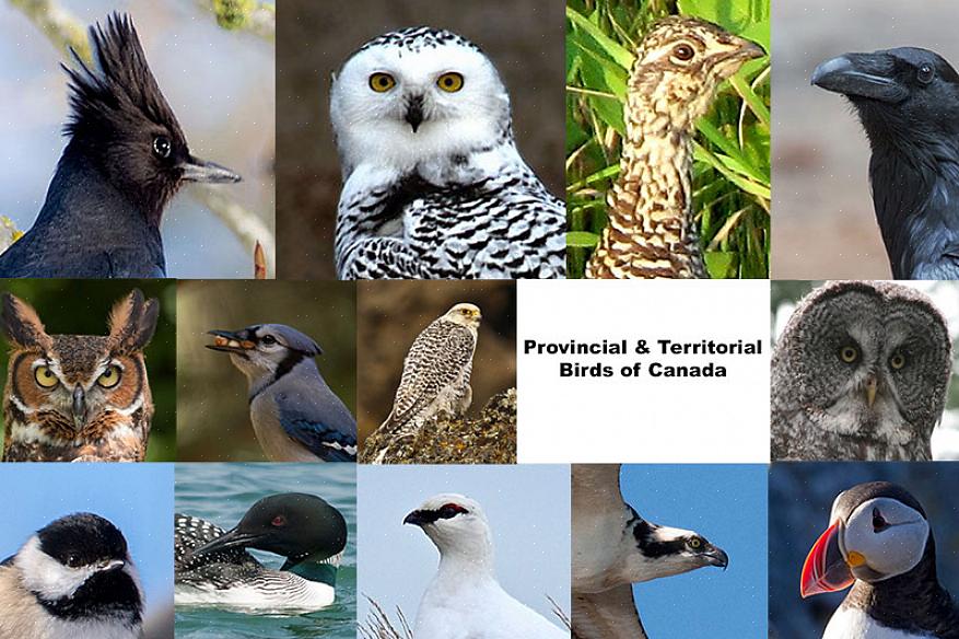 Een wet zou nodig zijn om de grijze gaai officieel te erkennen als de nationale vogel van Canada