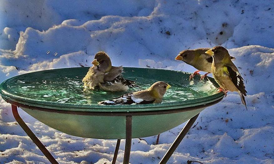 De meeste vogelaars gaan ervan uit dat elk vogelbad nuttig is