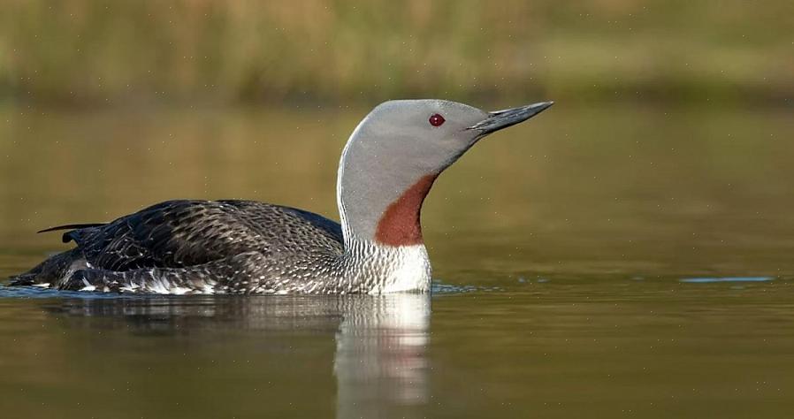 Red-Throated Diver