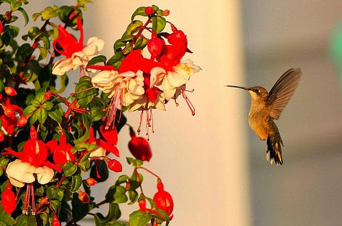 Bloemen met nectar om kolibries aan te trekken Of elke bloem wel of niet geschikt is voor kolibries