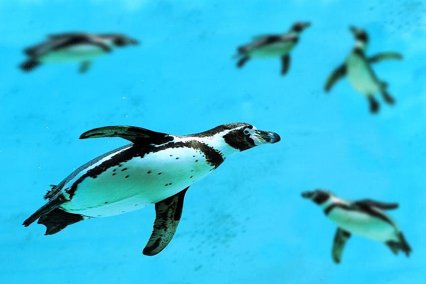 Zwerfafval essentieel om de voedselvoorziening van pinguïns te behouden