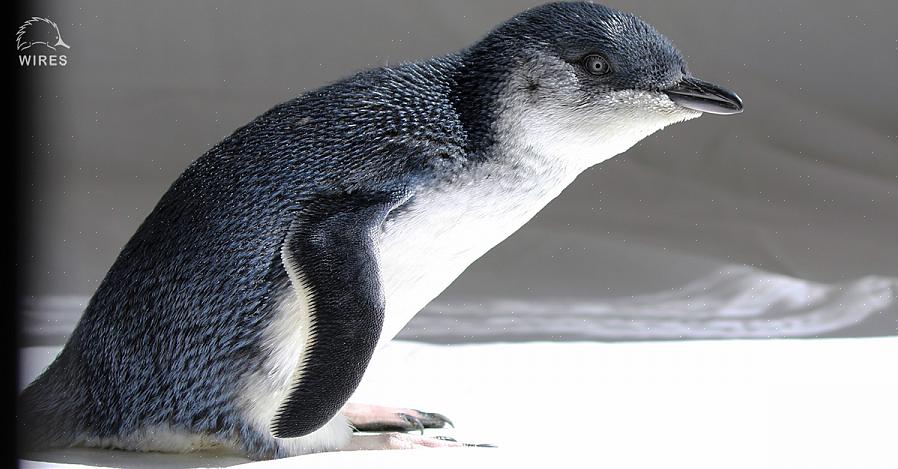 White-Flippered Penguin