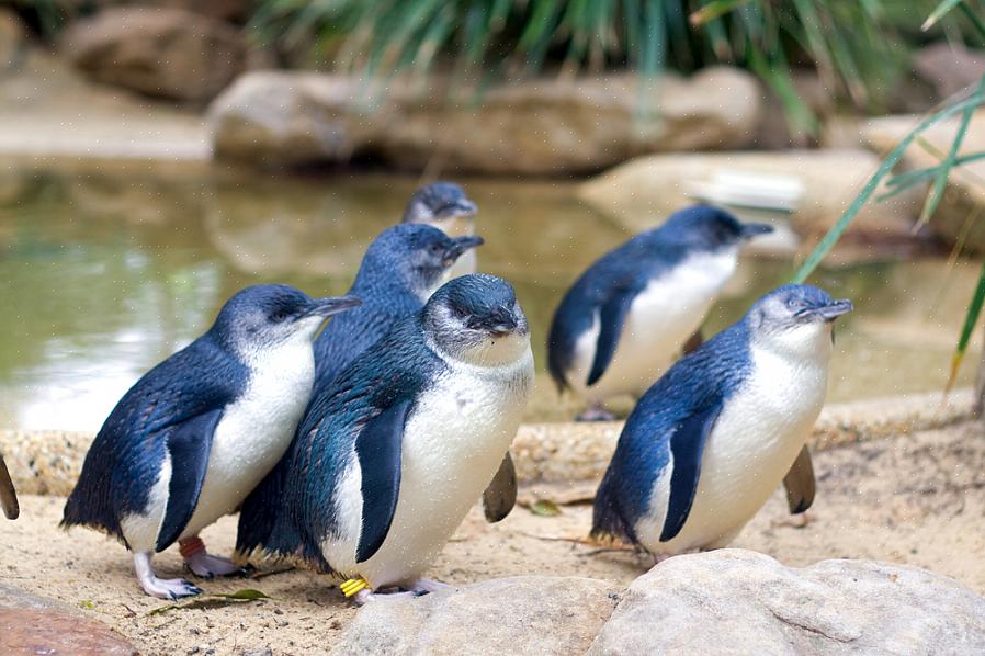 Kleine pinguïn identificatie