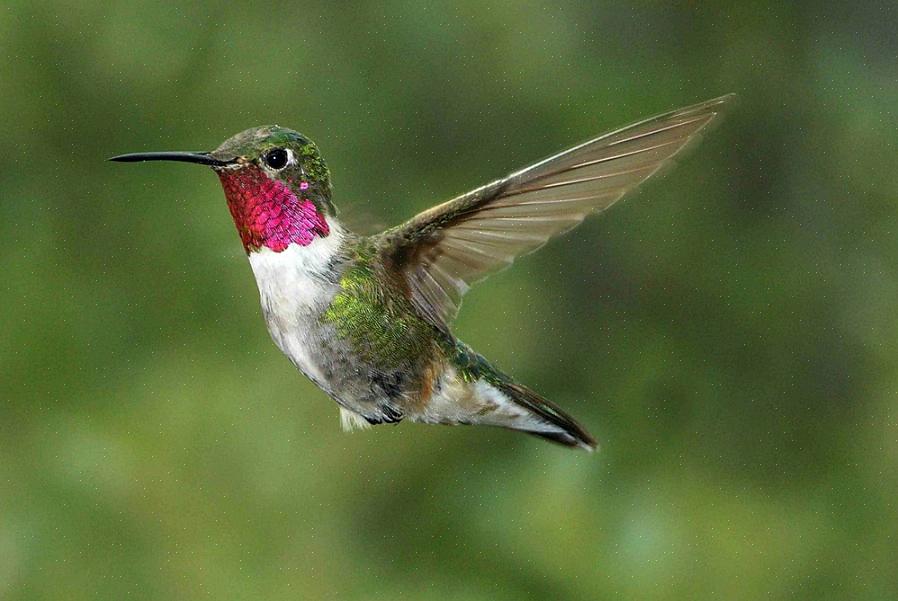 Hummingbird-rekeningen zijn naalddun om diep in bloemen te sonderen om nectar te drinken