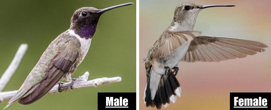 Waaronder kolibries