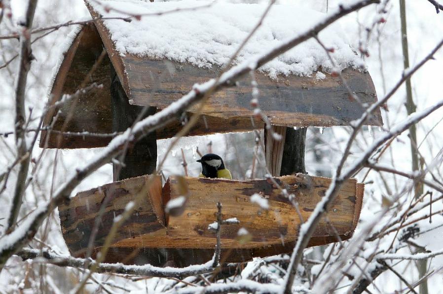 Ondanks het nemen van alle nodige maatregelen om vogelvoeders in de winter te beschermen