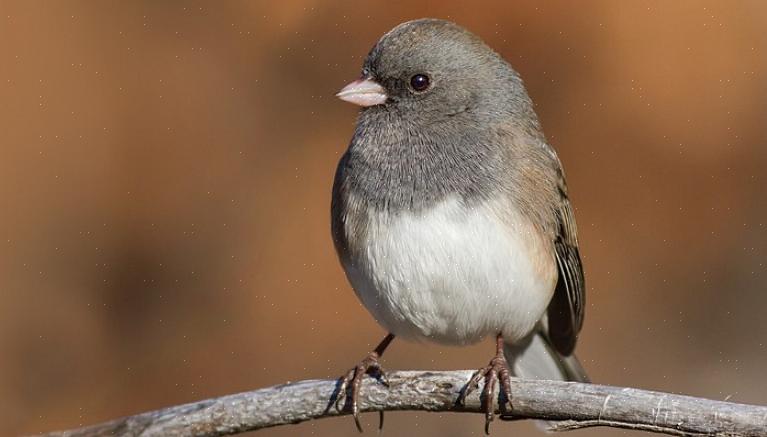 Juncos bezoeken gemakkelijk vogelvriendelijke achtertuinen