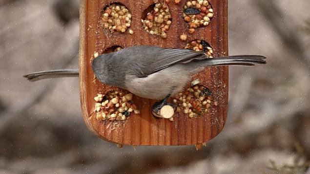 Gemakkelijk voedsel om vogels in de achtertuin aan te bieden die een zoetekauw zijn