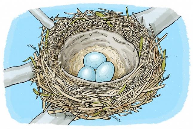 Waarom vogels nesten bouwen