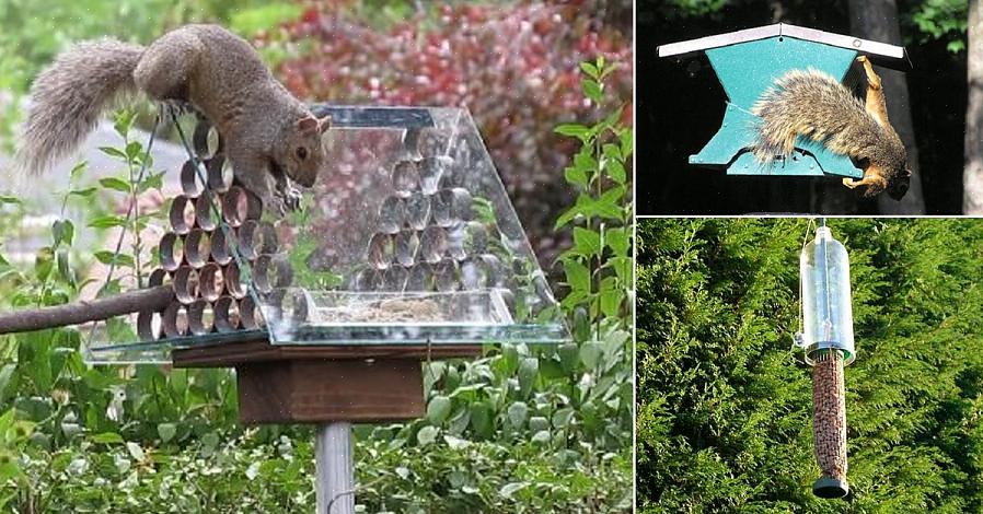 Sluiten een compromis door een eekhoornvoederstation te creëren