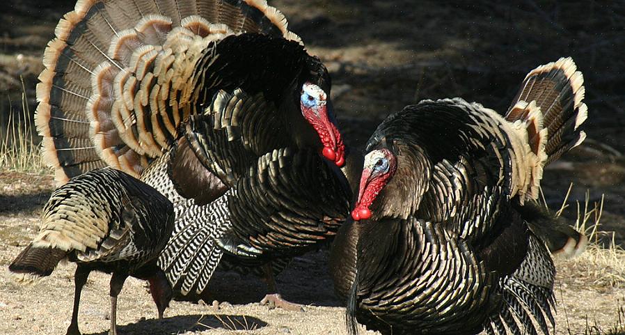 In 1973 werd de National Wild Turkey Federation (NWTF) opgericht met als missie het behoud van wilde
