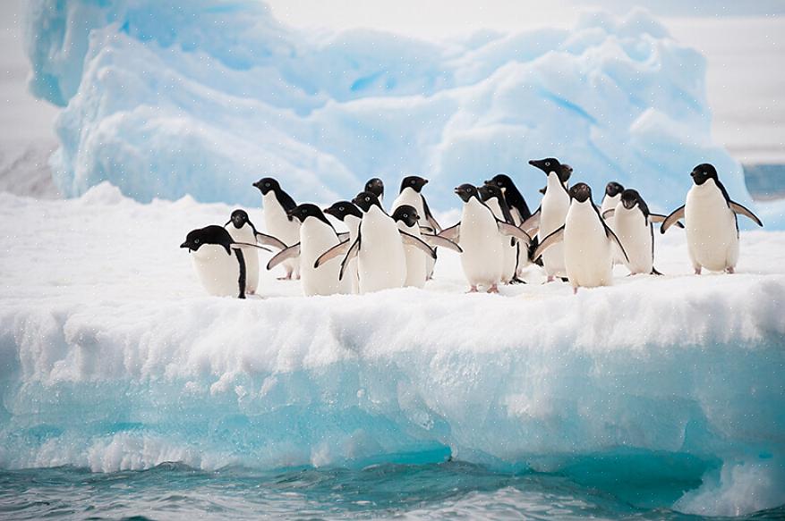 Wilde pinguïns zijn te vinden op vier verschillende continenten als vogelaars weten waar