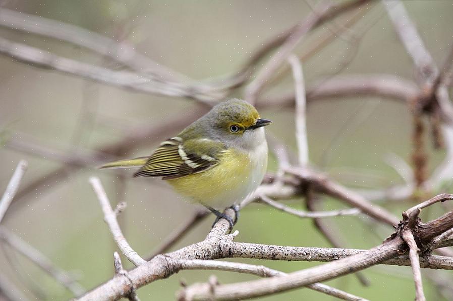 Het bestuderen van deze factsheet is de eerste stap om meer vertrouwd te raken met de white-eyed vireo