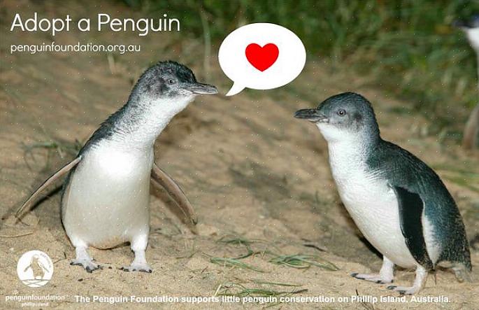 Adopteer een volwassen of kuiken Afrikaanse pinguïn