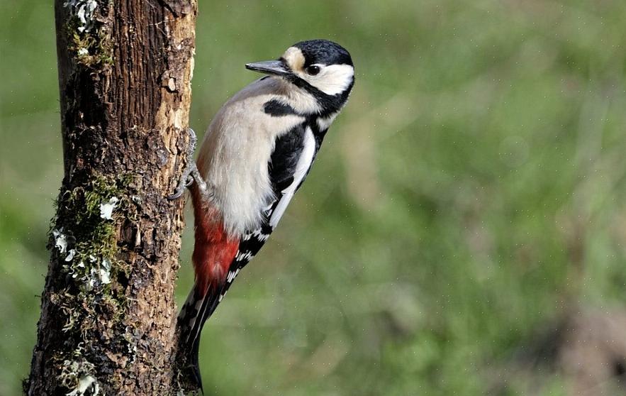 Grote bonte specht identificatie