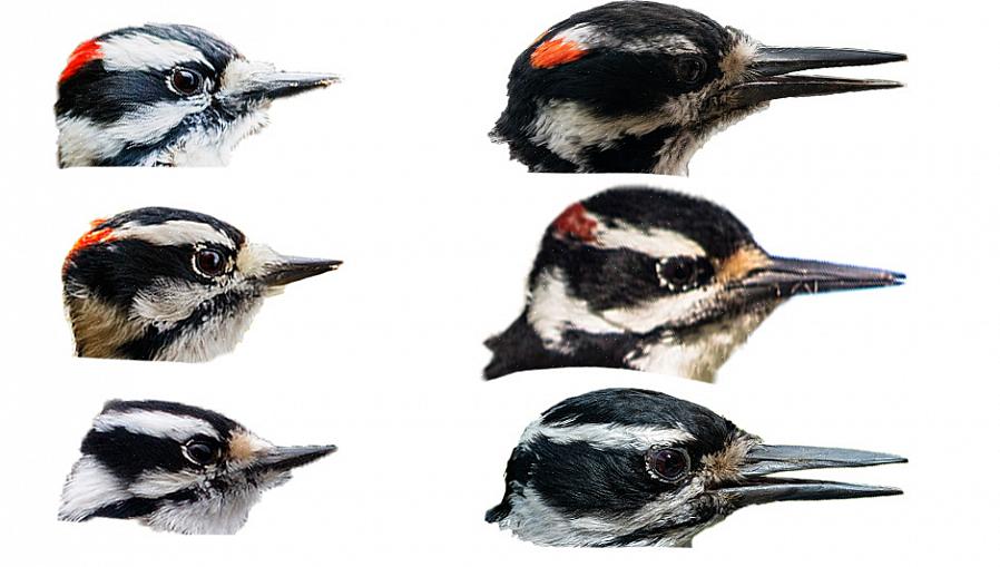 Met wat oefening kunnen vogelaars gemakkelijk leren spechten te identificeren op basis van veldmarkeringen